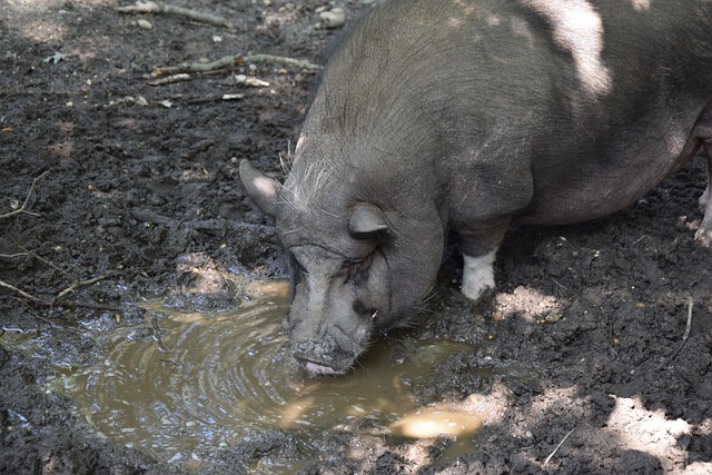 除了技战术 除了技战术