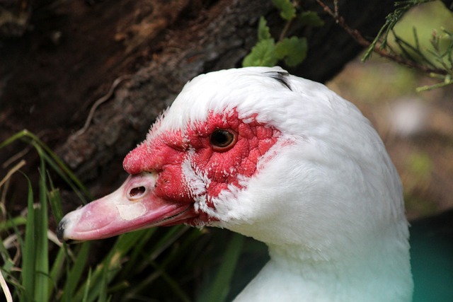的巴黎青训 的巴黎青训